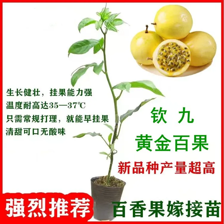 新品钦九黄金百香果苗嫁接苗带杯带土四季结果盆栽地栽百香果树苗