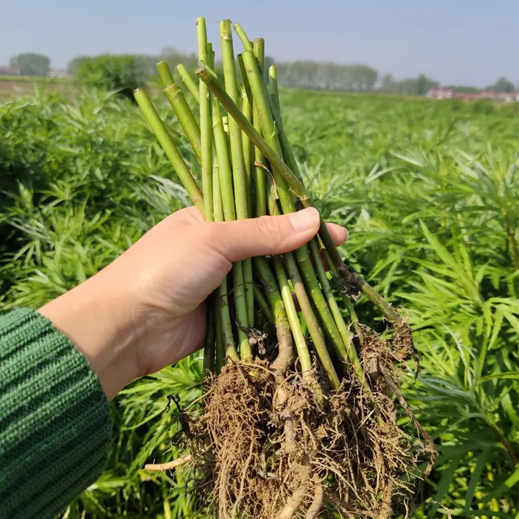 藜蒿苗 芦蒿苗 泥蒿苗 柳蒿苗藜蒿种子 芦蒿种子芦蒿种籽藜蒿种籽