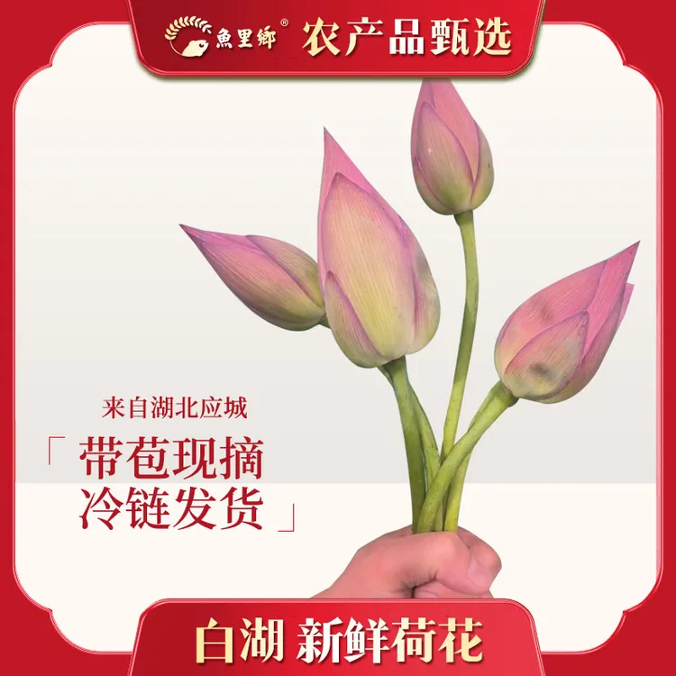 鱼里乡新鲜荷花带杆 莲蓬开花现摘 带花苞发货湖北夏季限定鲜花