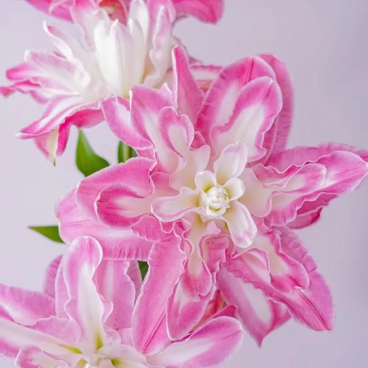 AA级 莲花仙子重瓣香水百合（0度以下需拍保温 冻坏不售后）