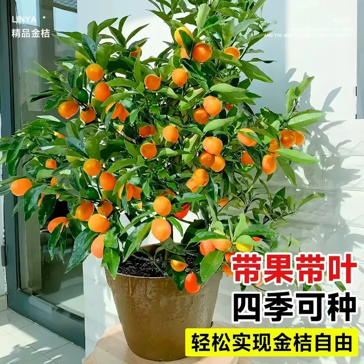 四季脆皮金橘苗盆栽地栽可食用金桔果树苗客厅阳台室内外四季常绿