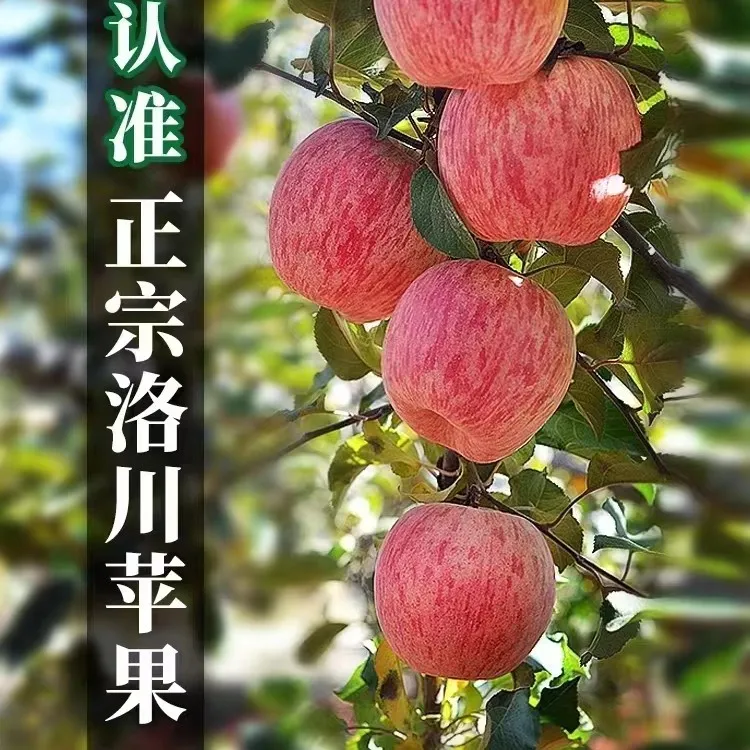 《宠粉福利》拍85发90中秋节返场正宗洛川红富士农家果脆甜多汁10斤