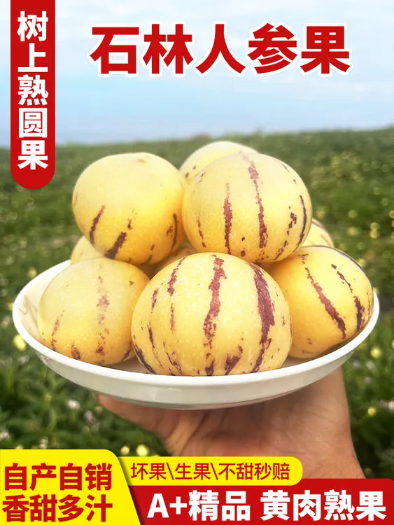 自然熟圆黄肉人参果中园云南七彩人生果野身应季新鲜水果现在包邮