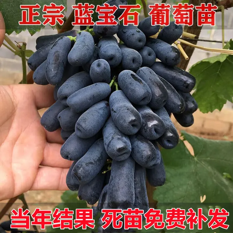 蓝宝石葡萄树苗南方北方种植盆栽地栽庭院果树苗特大爬藤树苗当年