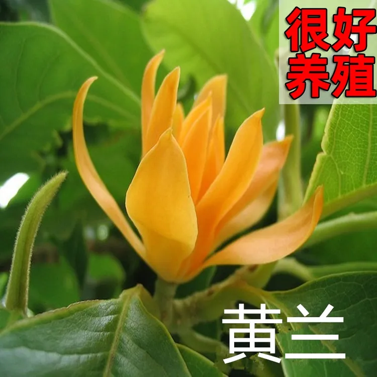芗苒嫁接白兰花苗盆栽黄兰花树苗黄桷兰浓香阳台庭院四季绿植当年