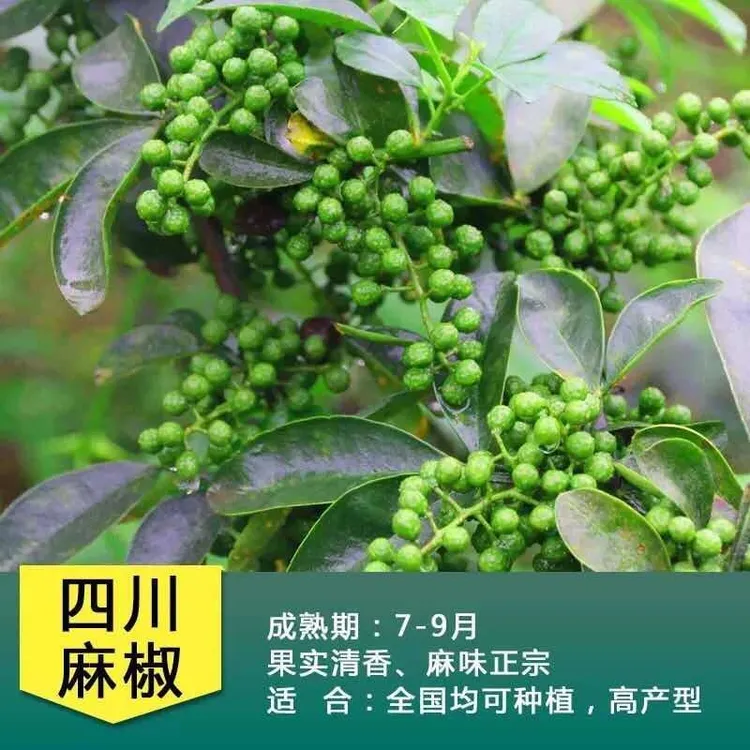 花椒树苗大红袍花椒苗食用青麻椒苗盆栽地栽南北高产种当年结果