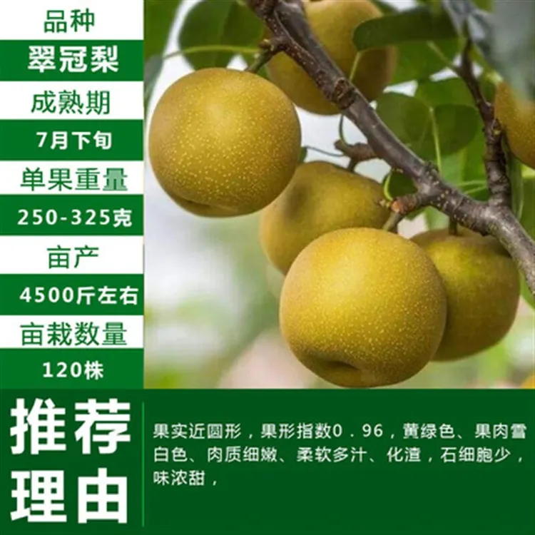 梨树果苗嫁接苗翠冠梨树丰水梨子树苖地栽当年结果梨树苗果树