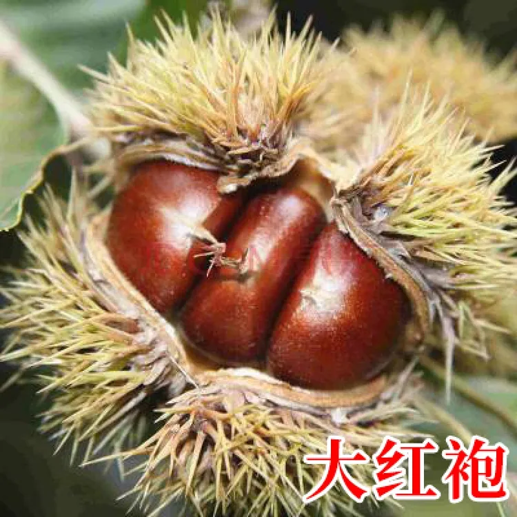 嫁接板栗树苗大红袍栗子各种稀有水果苗南方北方地栽种植当 