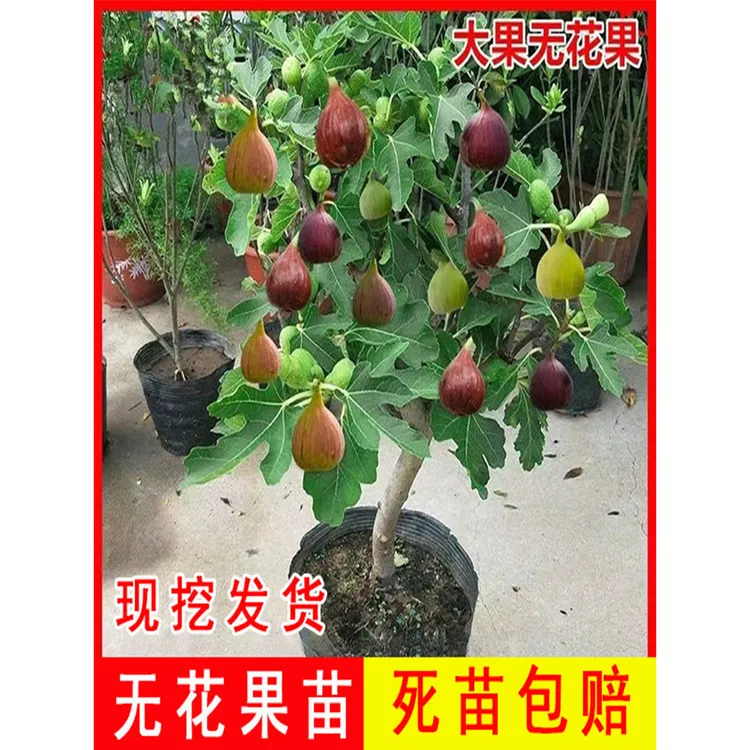 无花果树果苗特大果盆栽带土带叶波姬红青皮南方北方种植无花果苗