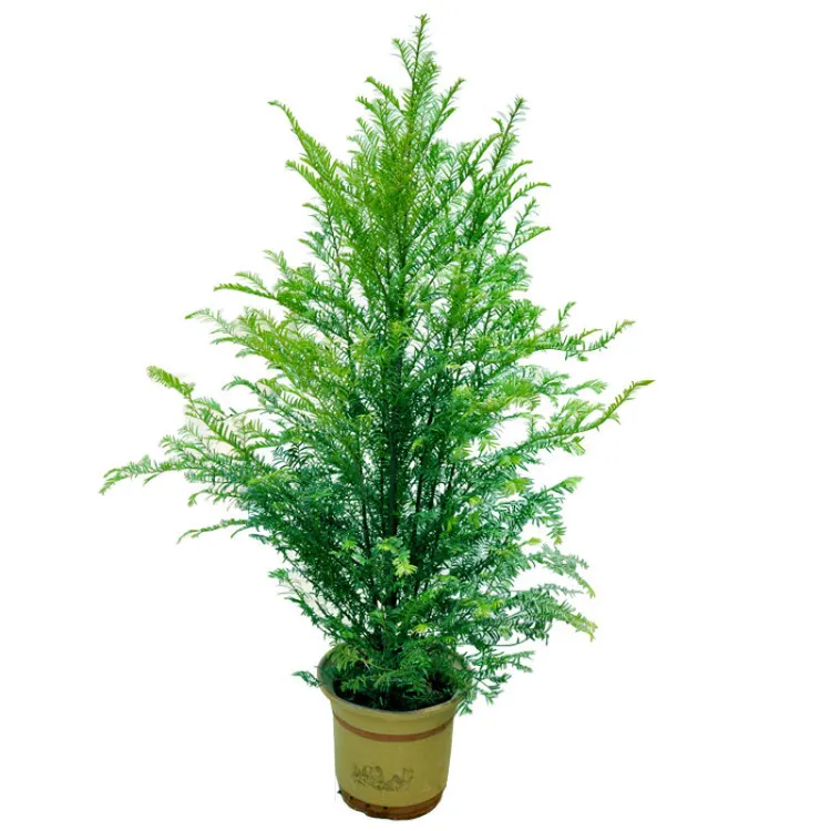 南方红豆杉树苗 红豆杉大树 绿化别墅庭院占地用红豆杉室内庭院种