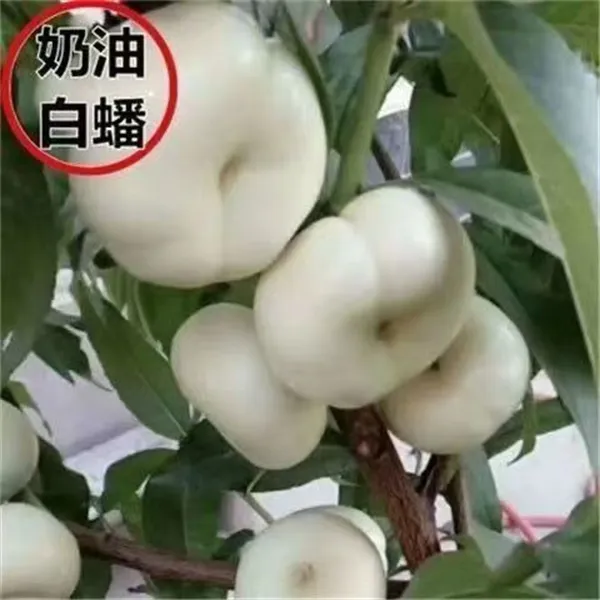 奶油白蟠桃树苗 新品种嫁接桃树苗 奶油白蟠桃树苗盆栽地栽果树苗