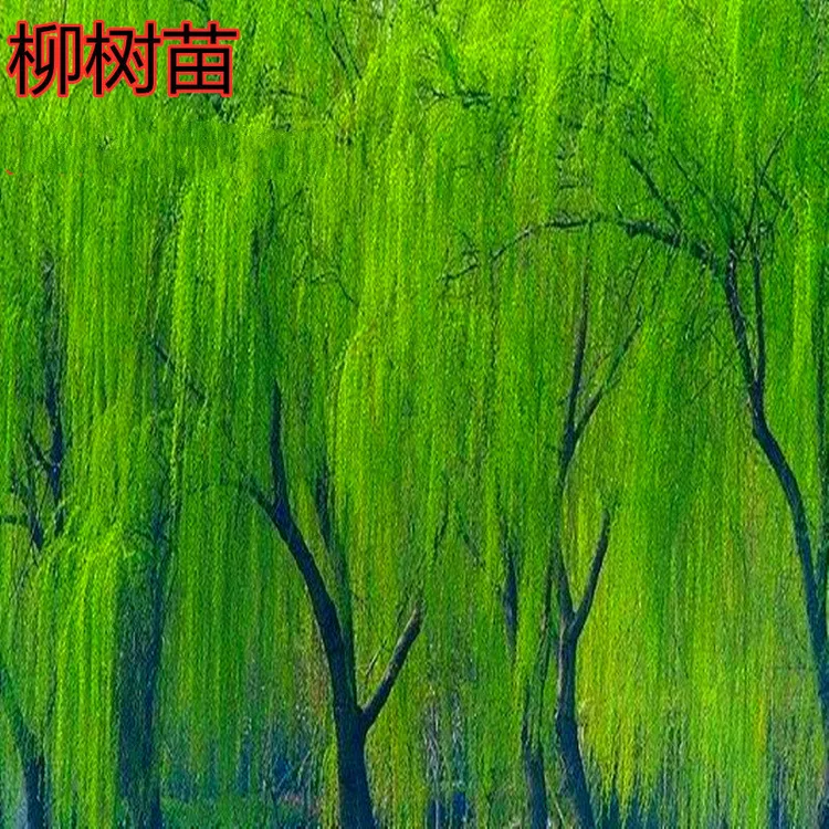芗苒垂柳柳树苗垂杨柳树苗垂柳苗垂柳树苗柳树小苗绿化行道风景树