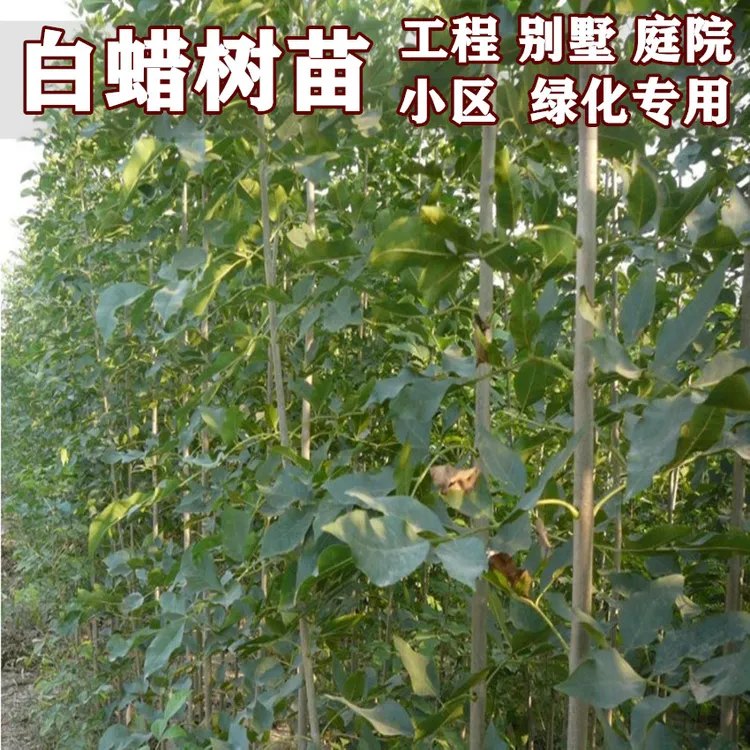 白蜡苗树苗 速生白蜡树苗 对节白蜡小苗 庭院室外种植树绿化苗木
