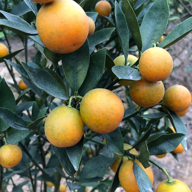  金桔苗脆皮金桔树苗嫁接金桔盆栽地栽家庭种植 食用四季结果橘子