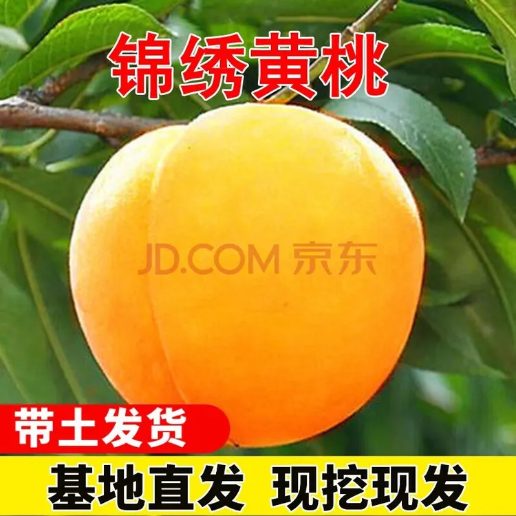 芗苒黄桃树苗特大嫁接炎陵锦绣黄桃苗果树黄肉桃树桃苗南北方当年