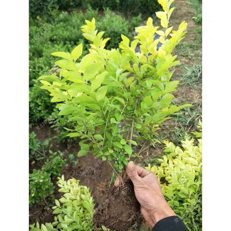 金叶女贞树苗小叶女贞树苗树球型植物常绿化工程苗木庭院绿篱色块