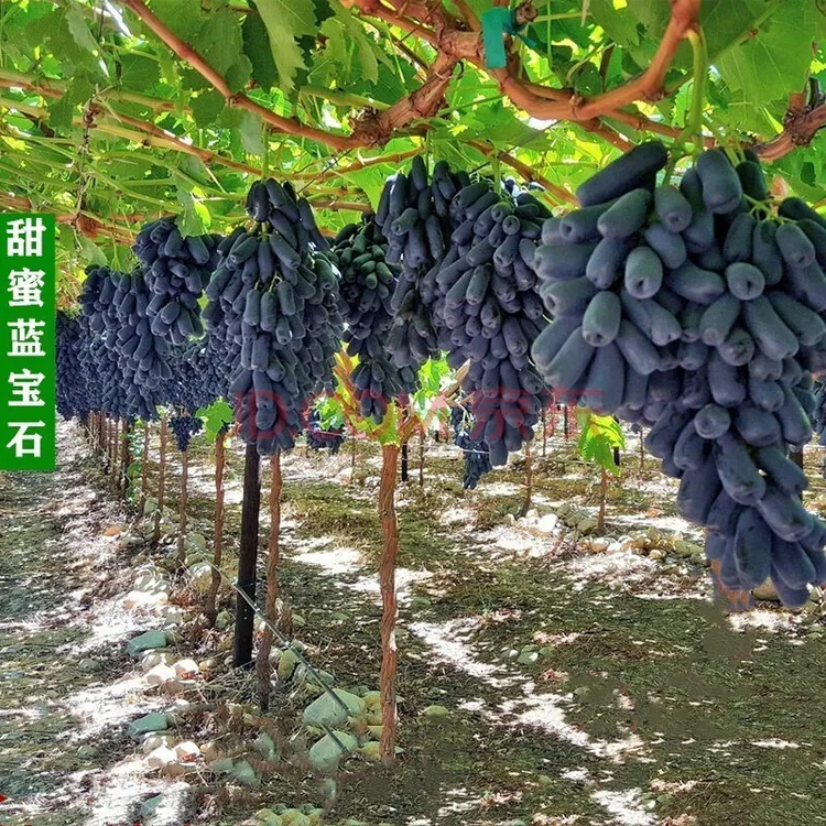 基地直销 葡萄苗蓝宝石葡萄树苗盆栽 庭院爬藤果树苗盆栽地栽葡萄