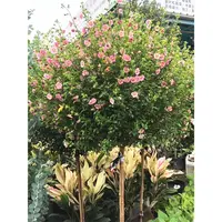 木槿花树苗重瓣木槿花盆栽庭院耐寒耐热小木槿棒棒糖四季好养植物