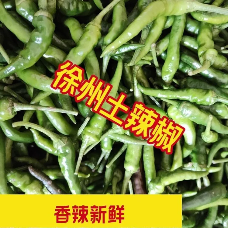 现摘邳州新鲜辣椒徐州新沂本地螺丝椒子农家自种枣庄朝天椒500g