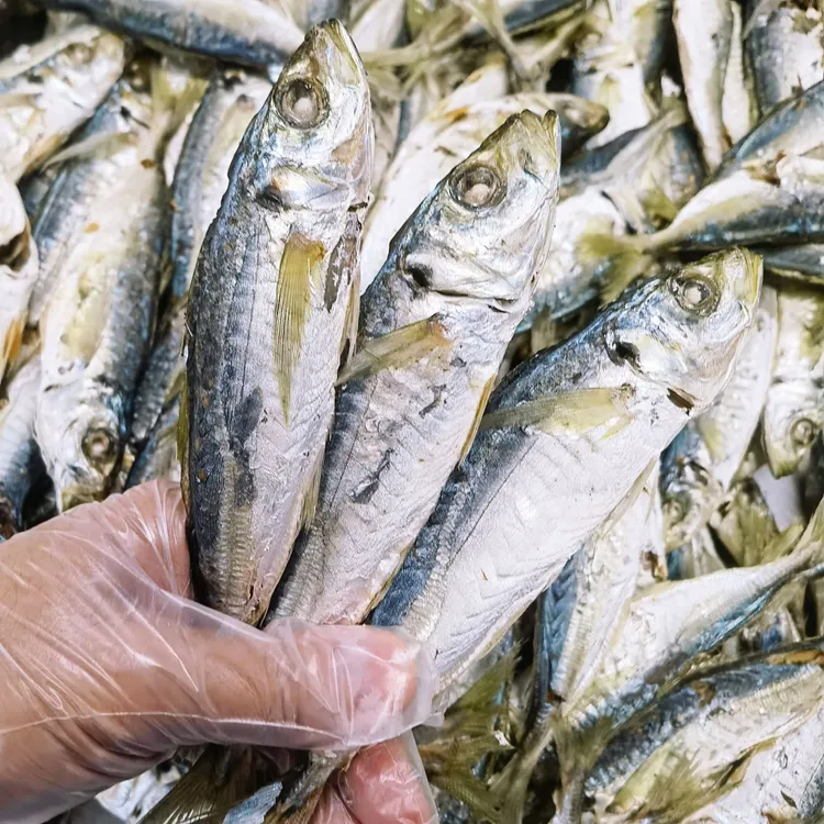 【灯照海捕】当季饶平特产大条巴浪鱼干开渔新货（冰箱冷冻保存）