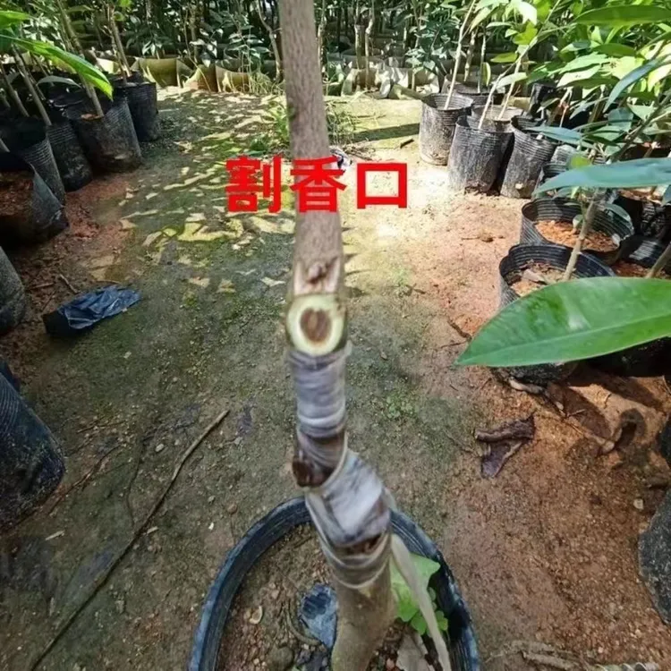 奇楠沉香树苗正宗嫁接一代油叶流油王结香快带土发货奇楠树