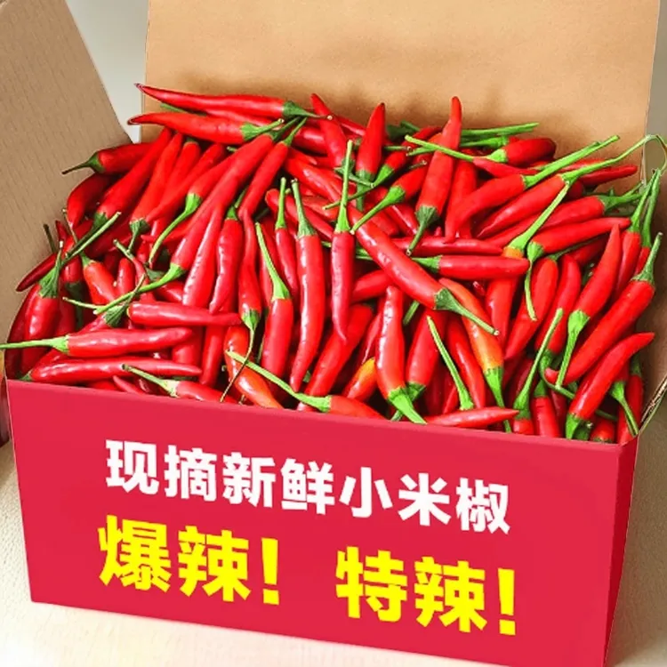 【特辣】新鲜现采摘山东批发红辣椒小米辣椒朝天椒小米辣椒100g-9斤