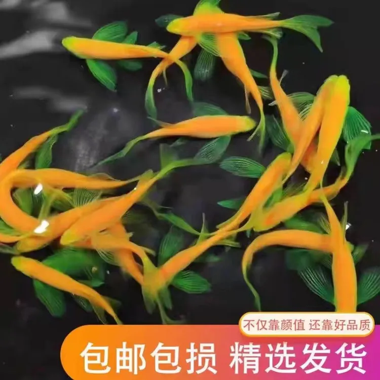 龙凤蝶翼斑马双色蝶翼斑马鱼长鳍长尾的斑马鱼大尺寸专拍