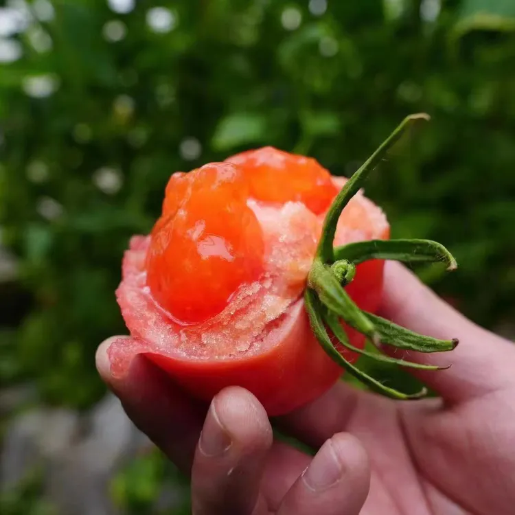 咸阳邮政新鲜采摘陕西泾阳普罗旺斯水果西红柿沙瓤草莓心生吃番茄