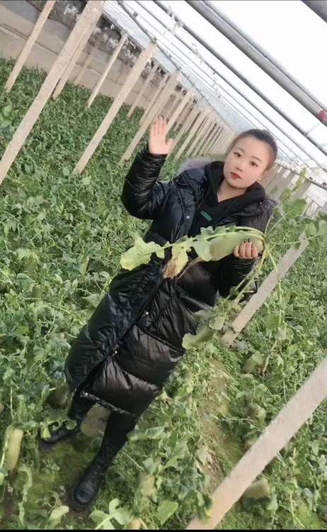 小媛沙窝萝卜产地直发（天星02）5/9斤装包邮