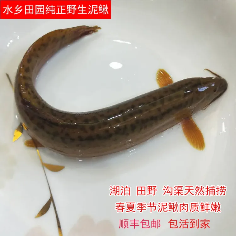 湖北仙桃水乡平原野外捕捞鲜活泥鳅土泥鳅顺丰包邮包活
