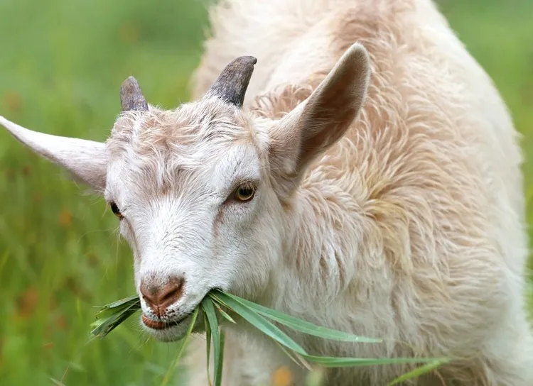  『活羊~整只预定金』 【直播间挑选、活羊托运、定金不退、理性消费】