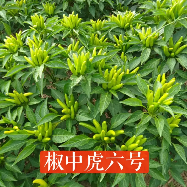 椒中虎六号 铁杆抗倒 皮厚籽多 撮大