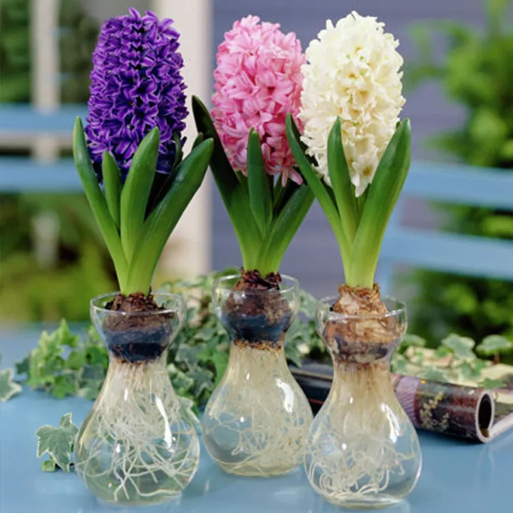 花自开水培风信子种球球根花卉花期长好养护粉色黄色白色紫色蓝色