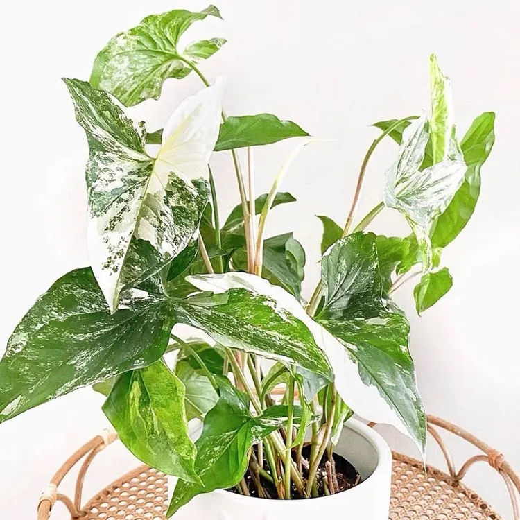 花自开白锦合果芋牛奶纸屑花叶合果芋白粉锦花ins网红绿植花卉