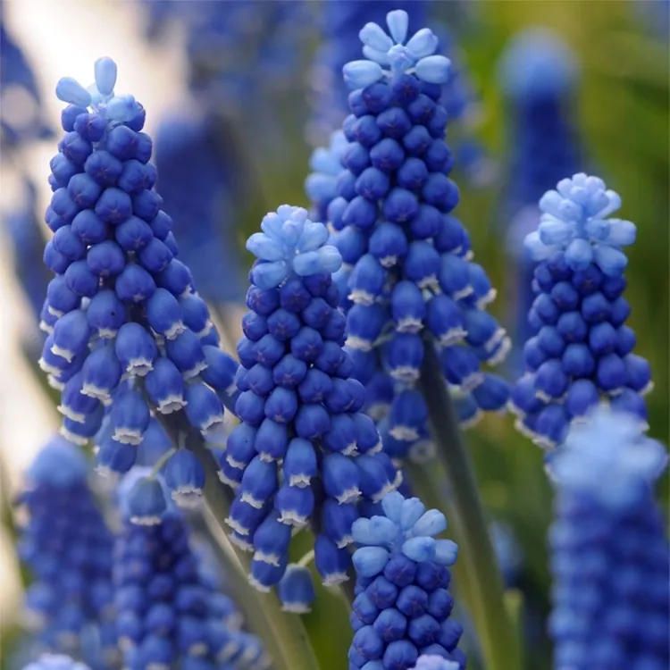 花自开葡萄风信子种球能复花多年生球根花卉早春精选花型艳丽可爱