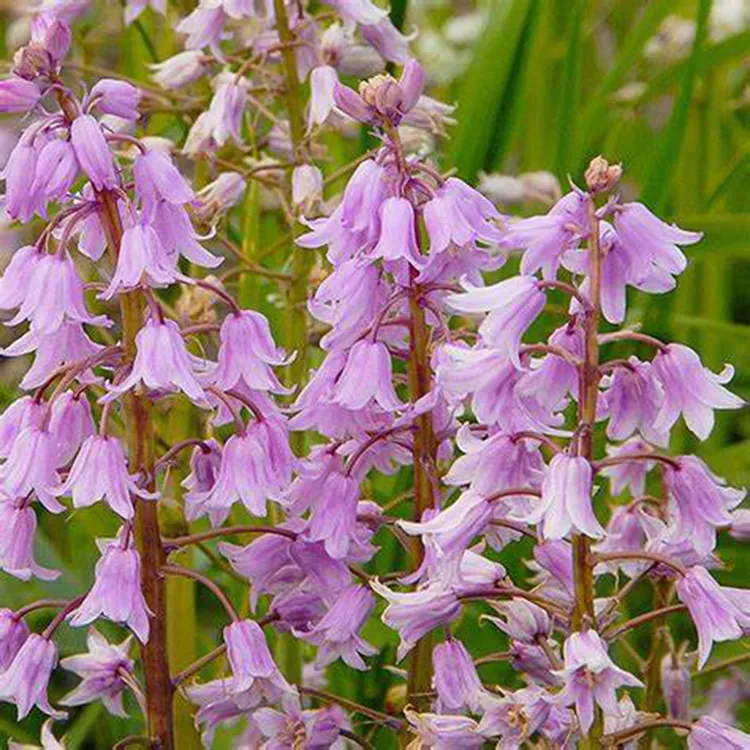 花自开蓝铃花种球早春开花耐寒易栽培多年生球根花卉