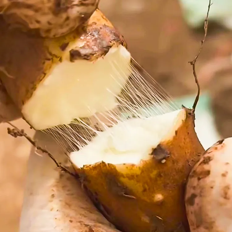 【怀沁园】垆土铁棍山药怀山药3斤-5斤河南焦作香甜顺丰包邮