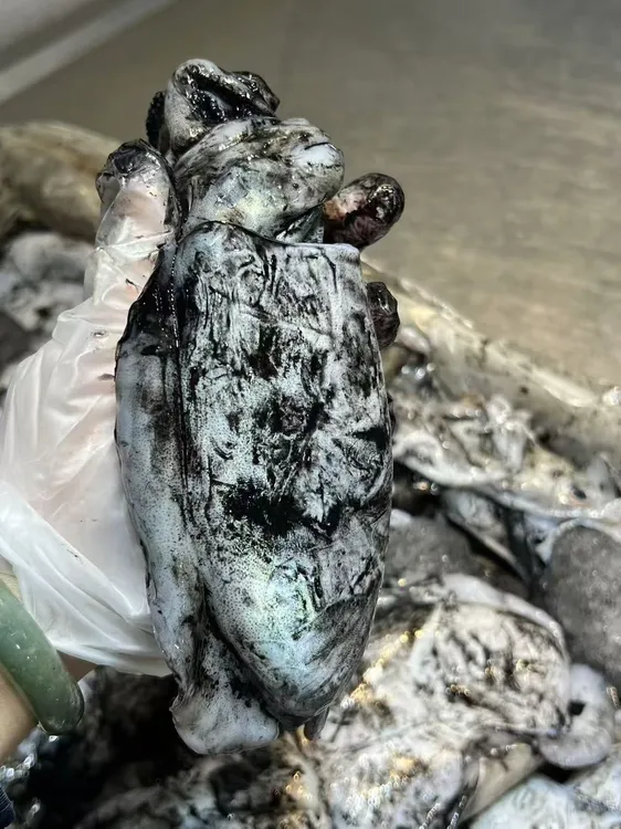 吕四本港墨鱼大号五斤六只