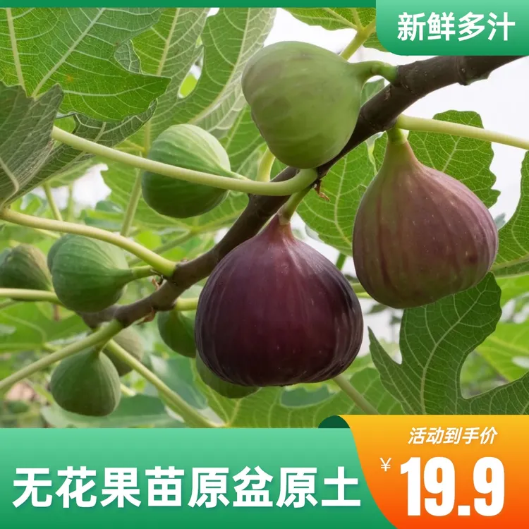 （官哥专属）无花果树苗波姬红芭劳奈丰产黄盆栽带果原盆发货挂果