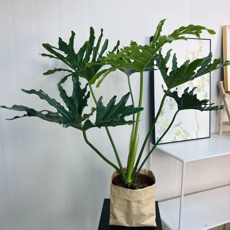 春羽老盆口室内绿植原盆红盆