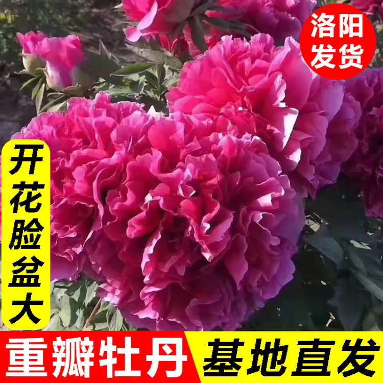 【原盆原土】洛阳观赏牡丹花苗多层重瓣大花多样花色耐寒室内外花卉