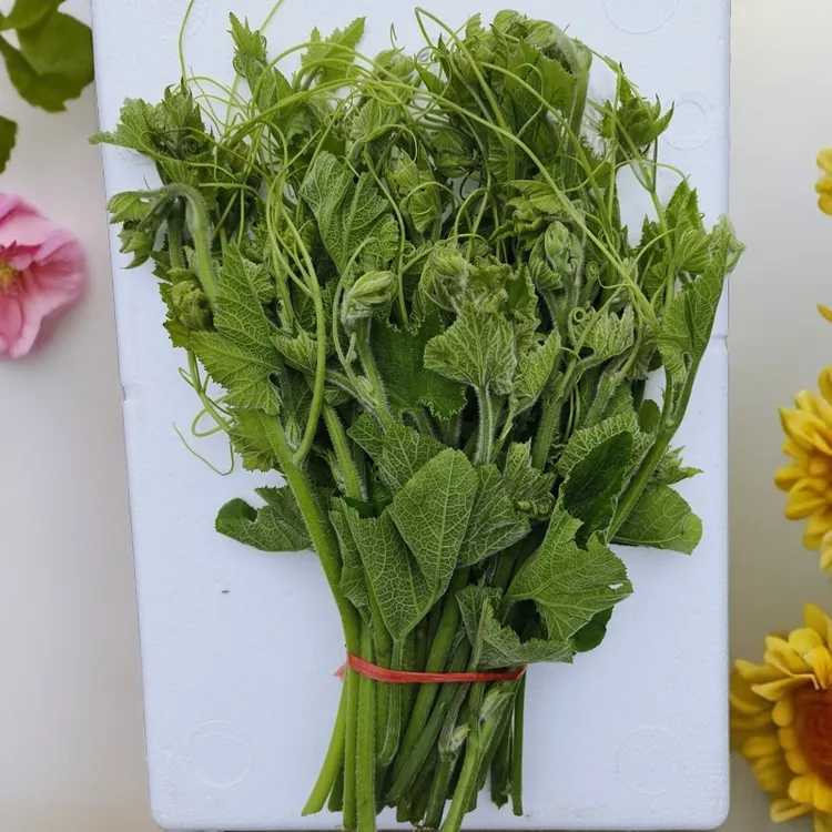 正宗贵州农家南瓜藤新鲜现摘现发南瓜尖专吃南瓜藤须食用包邮