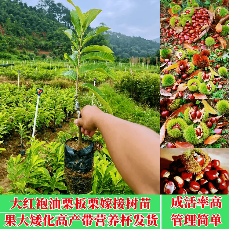 嫁接大红袍板栗树苗果大香嫩矮化高产南方北方种植带泥发货