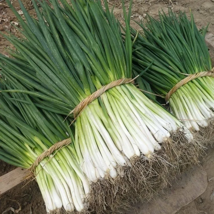 〔现摘现发〕安徽分葱新鲜葱白皮葱青葱农家自种可栽生吃蘸酱3斤5斤