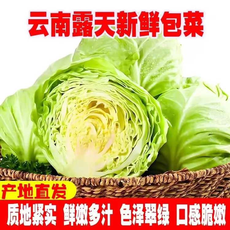 云南高山露天种植甘蓝包菜