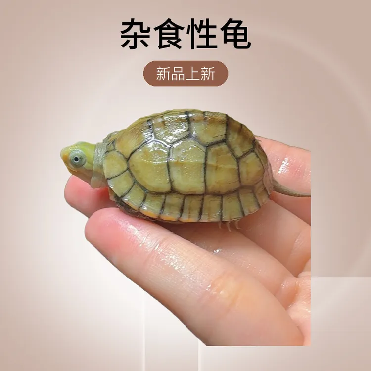 观赏龟宠物龟变色龙小青龟 人工合法养殖