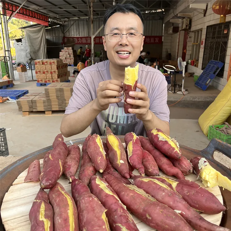 新鲜陕西临潼板栗红薯地窖地瓜山芋秦薯番薯产地直销中大果9斤