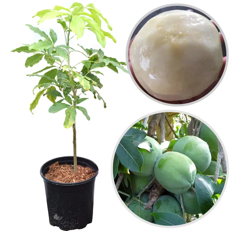 白柿果树苗 冰淇淋果苗 白柿苗 新品种巧克力果树苗南方种植地栽
