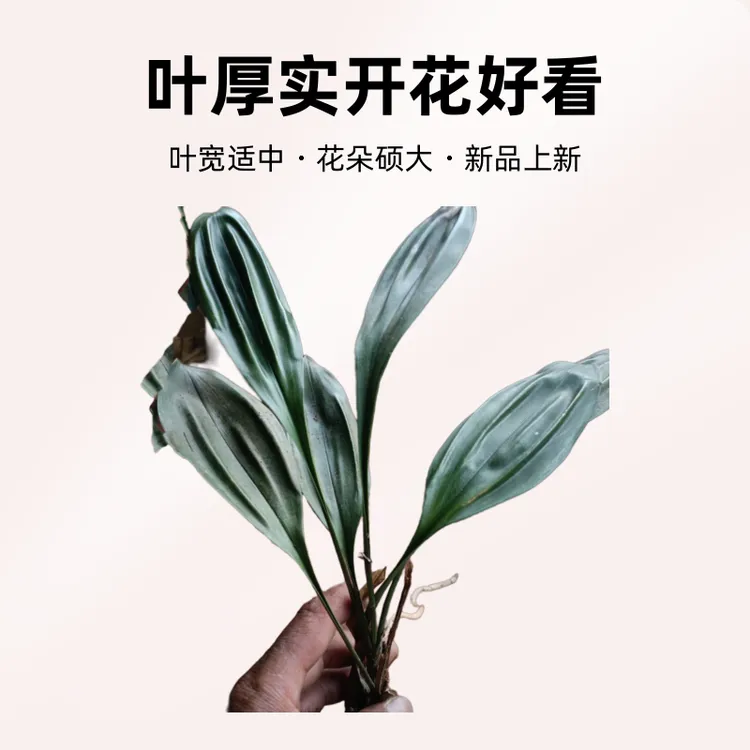 叶片厚实的兔子兰开花特别好看