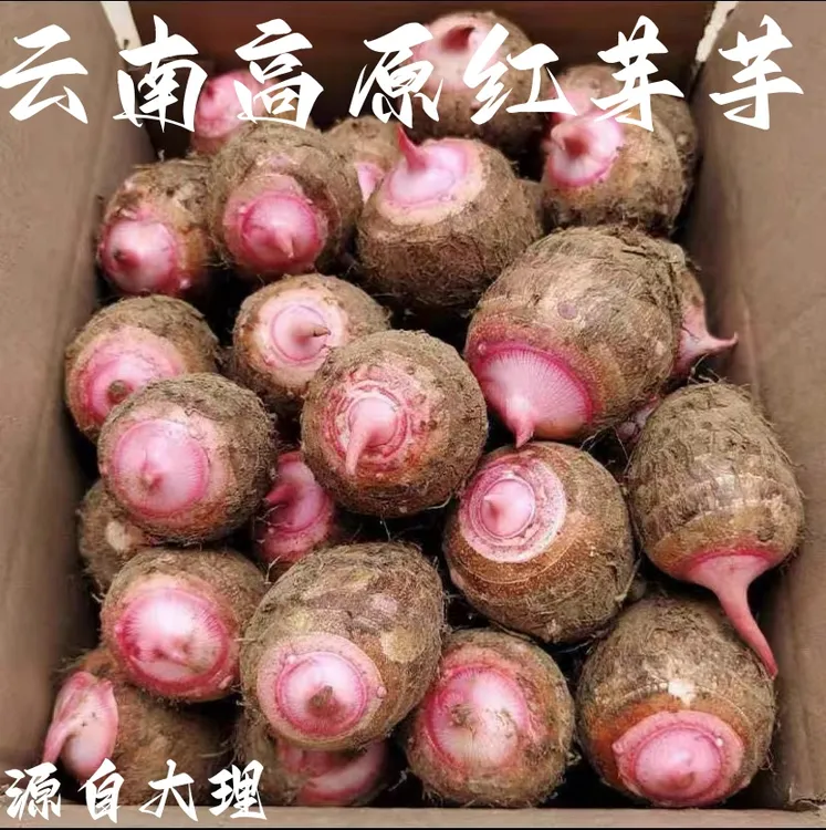 云南高原红芽芋头 农家自种小香芋仔高山种植口感独特3斤/5斤/9斤
